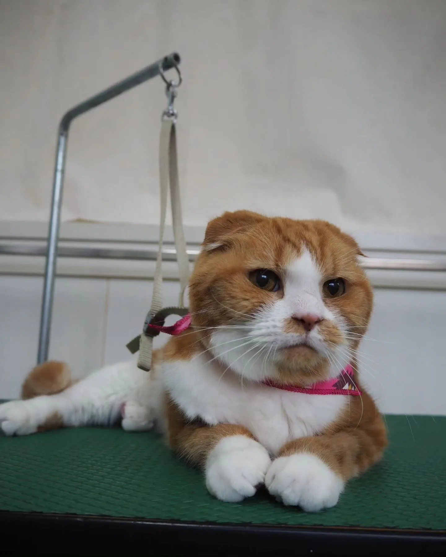 【トリミング】猫ちゃん【無麻酔シャンプー】