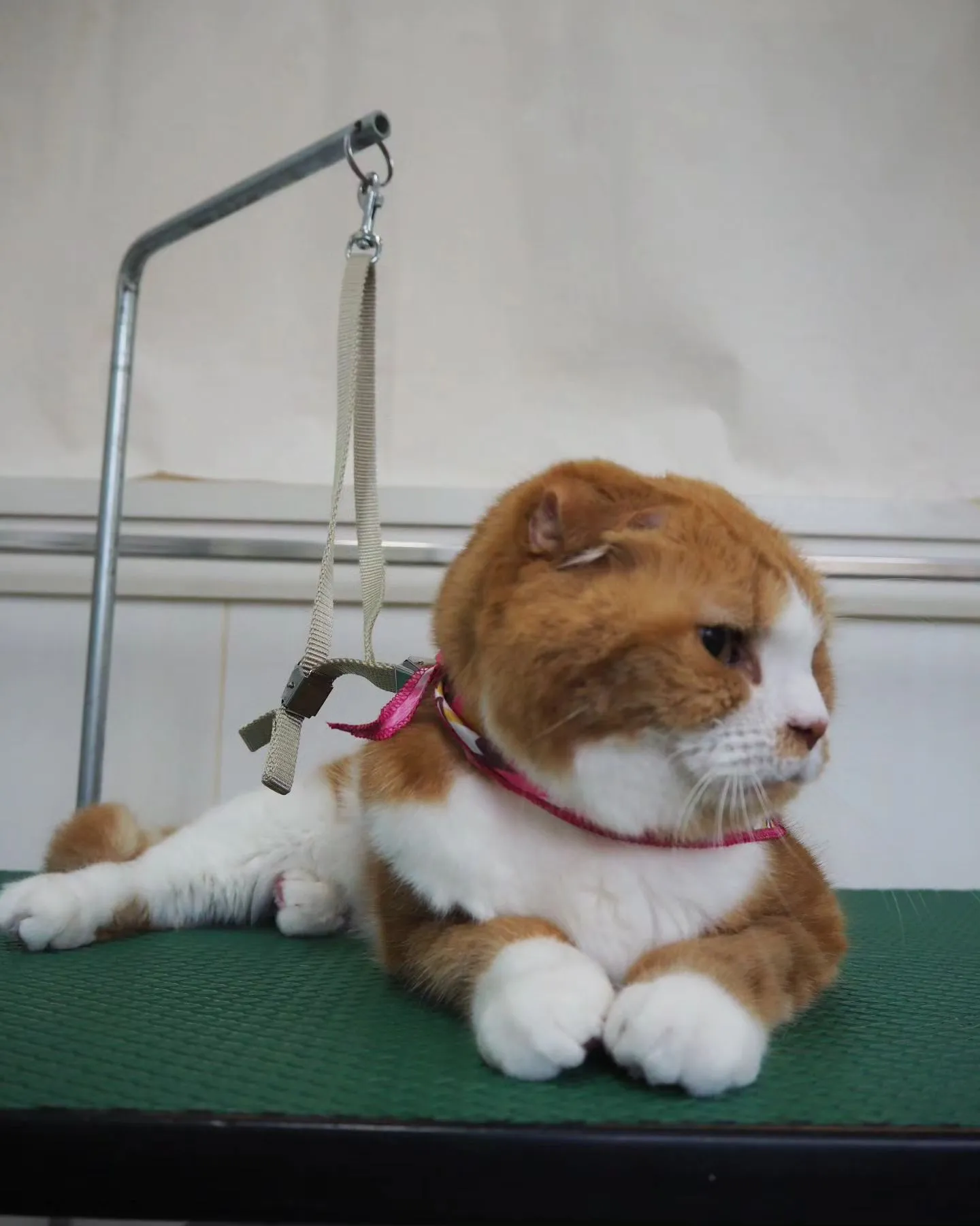 【トリミング】猫ちゃん【無麻酔シャンプー】