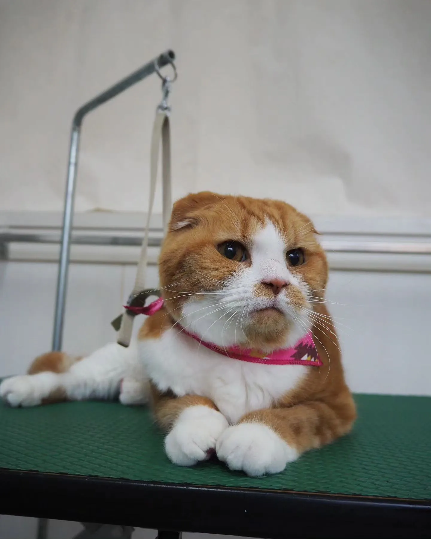 【トリミング】猫ちゃん【無麻酔シャンプー】