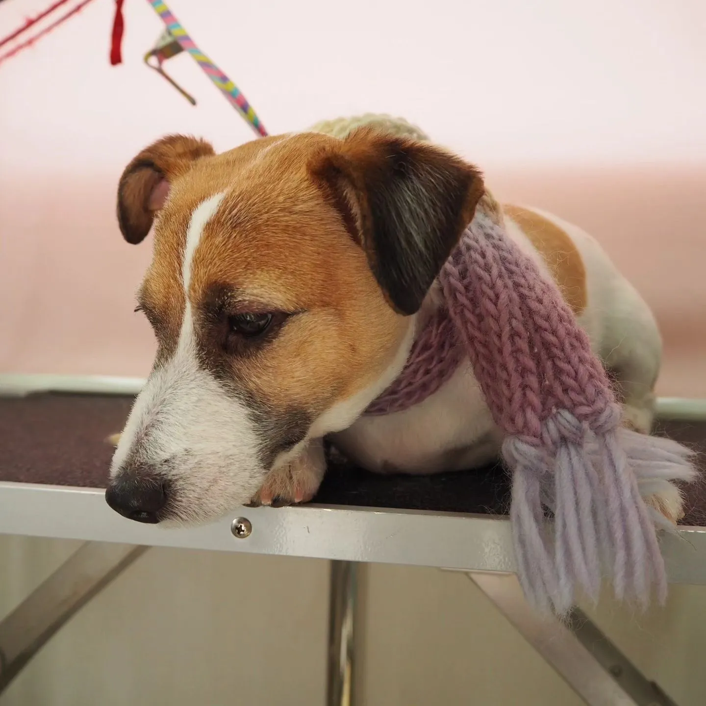 【トリミング】ジャックラッセルテリア【バリカン仕上げ】