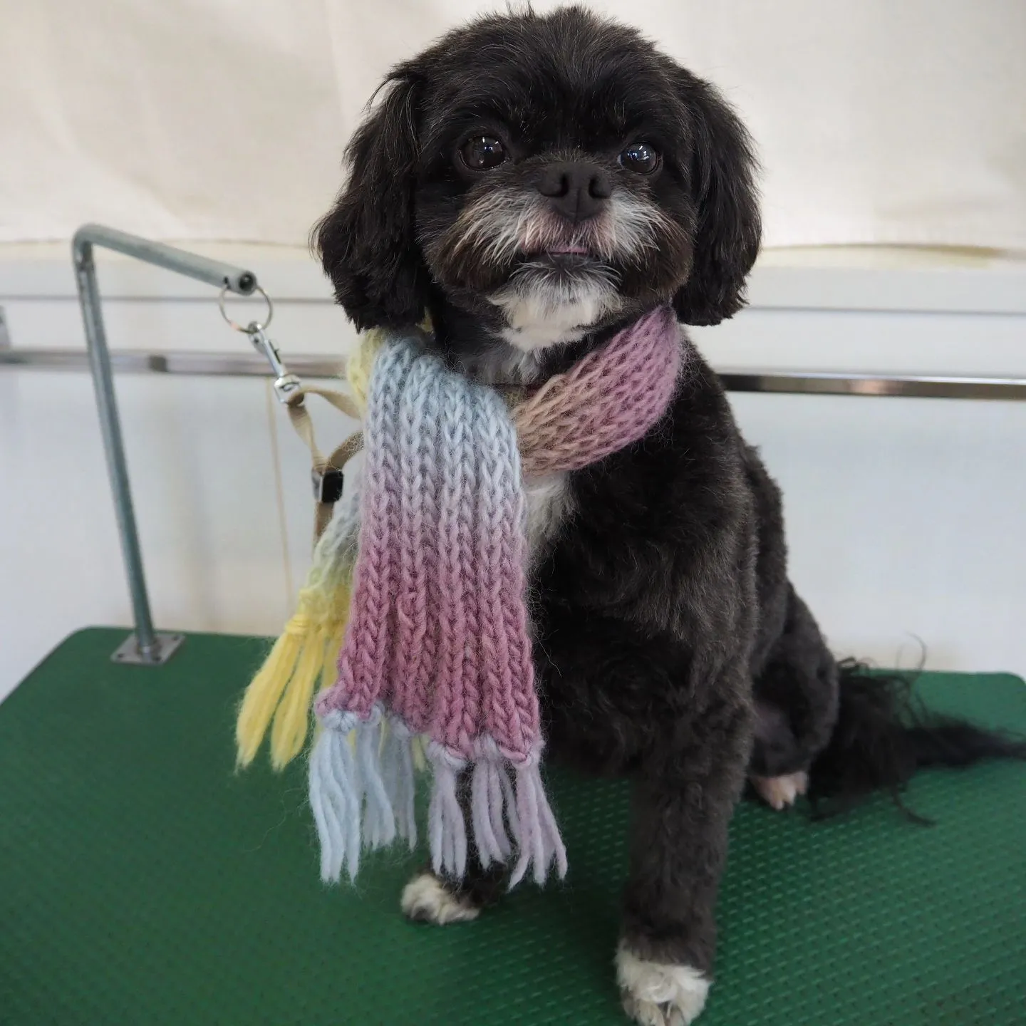 【トリミング】【バリカン仕上げ】