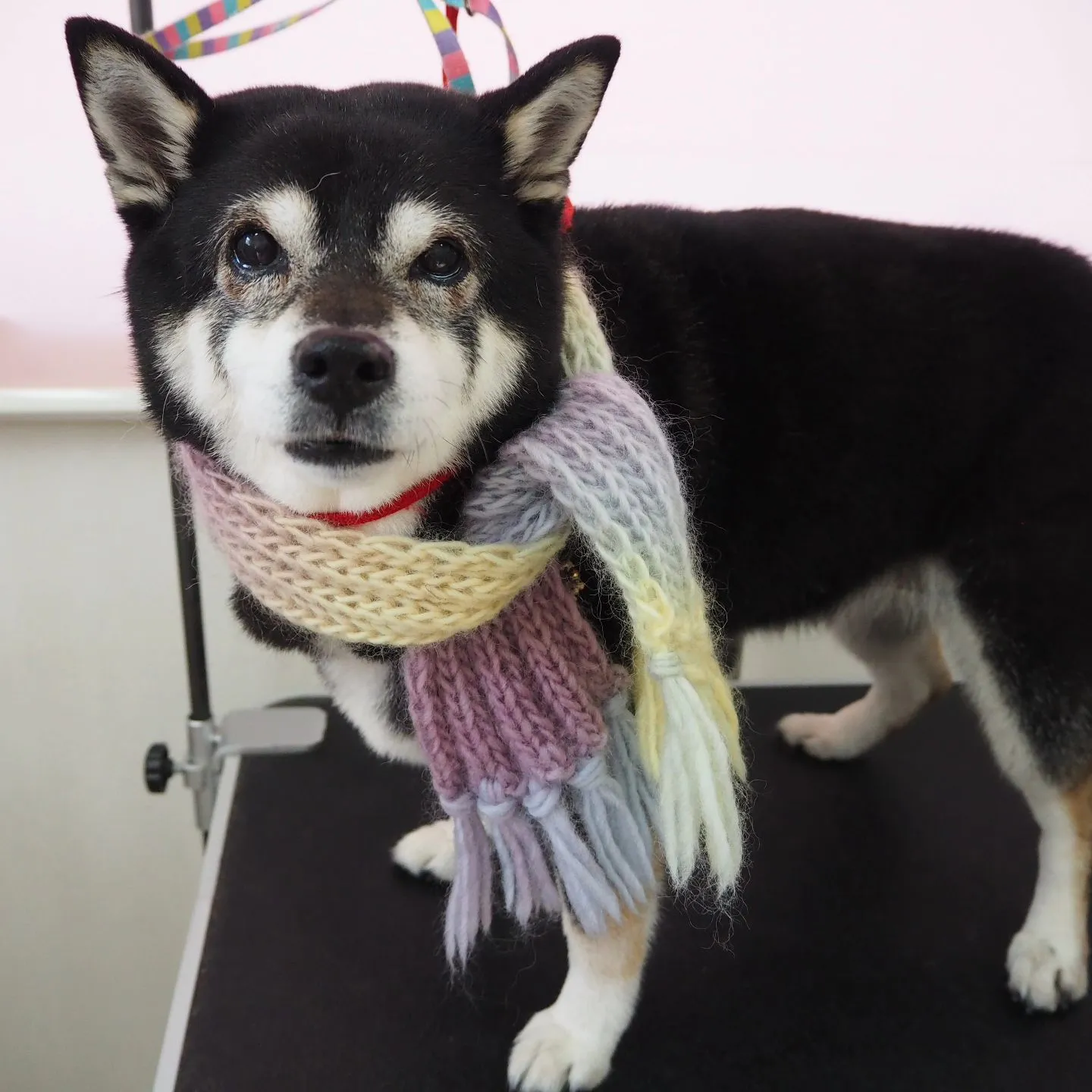 【トリミング】柴【シャンプーコース】