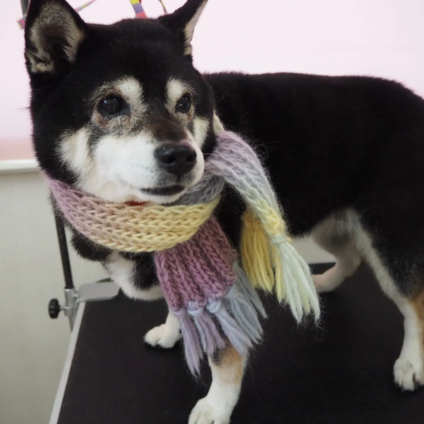 【トリミング】柴【シャンプーコース】