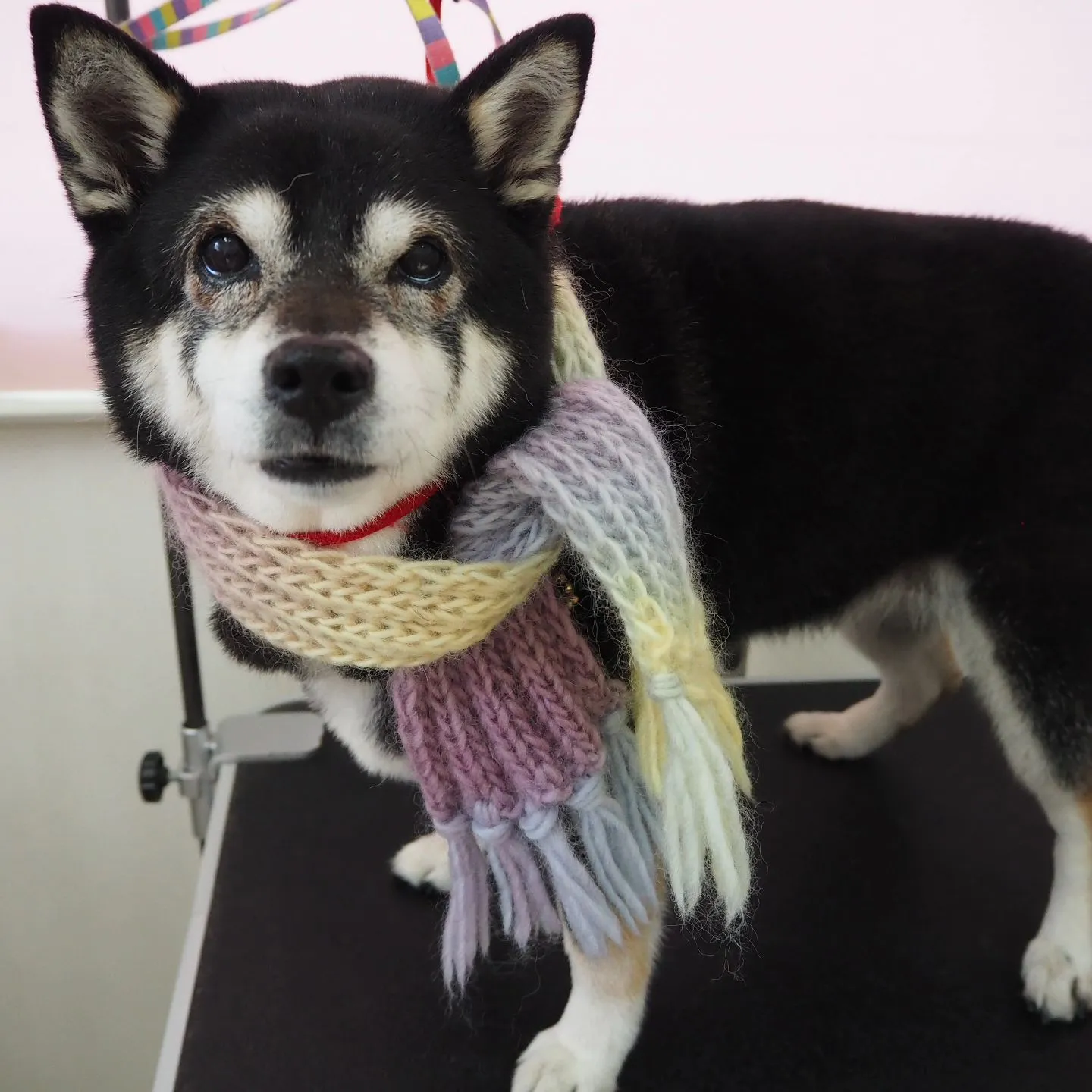 【トリミング】柴【シャンプーコース】