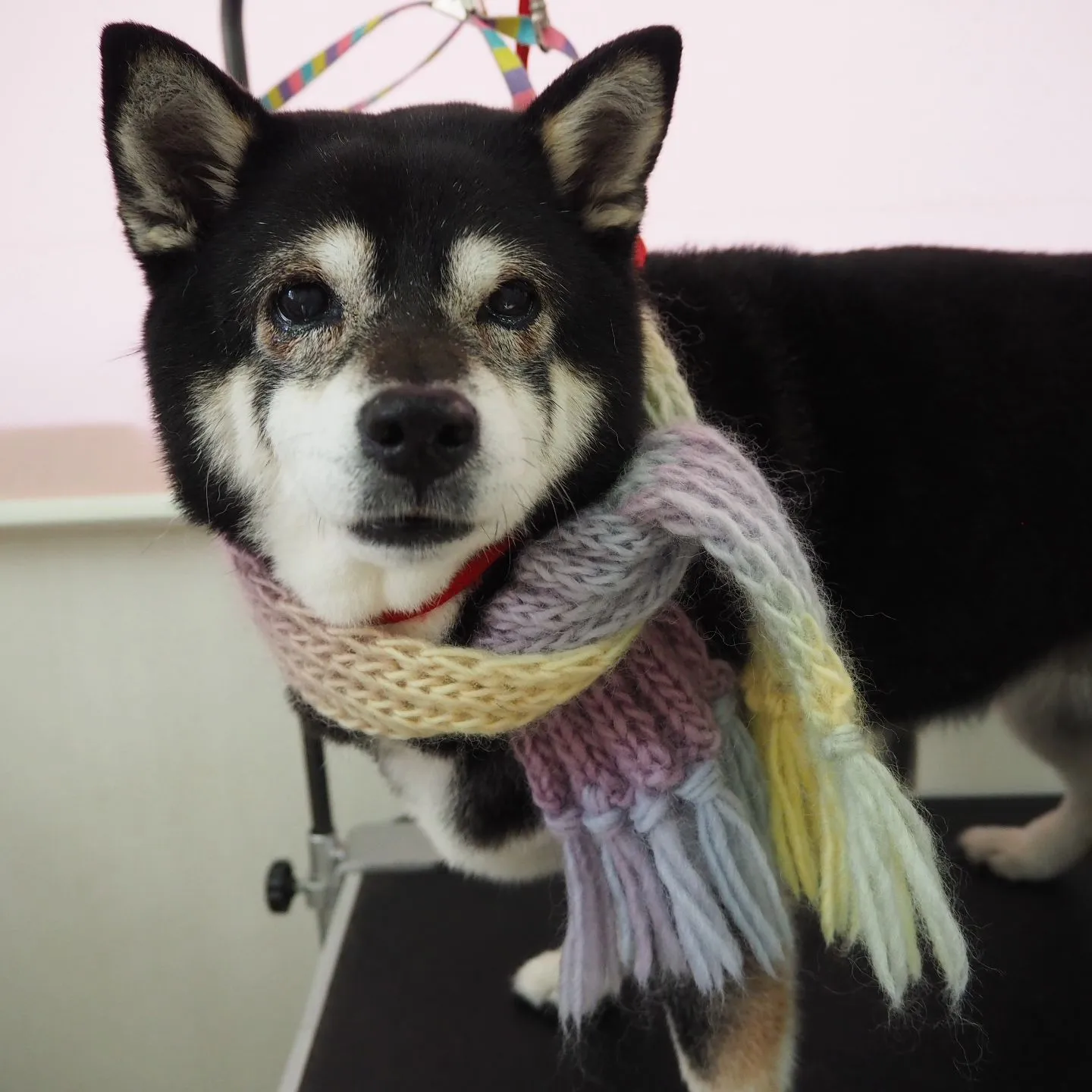 【トリミング】柴【シャンプーコース】