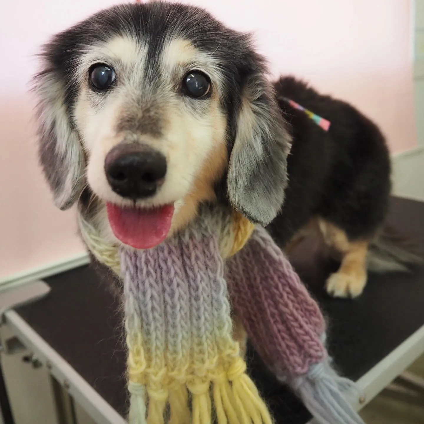 【トリミング】ミニチュアダックスフンド【シャンプーコース】