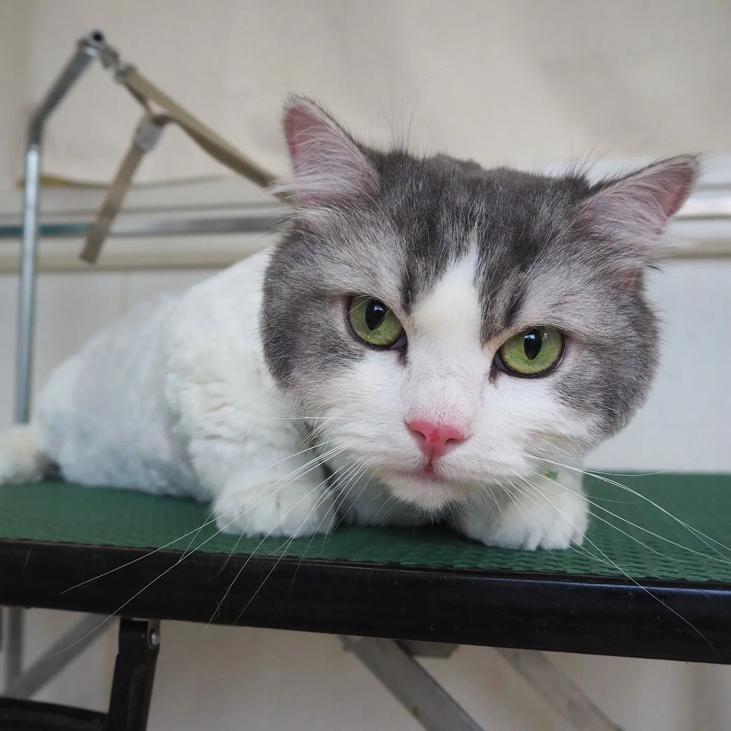 【トリミング】猫ちゃん【無麻酔】