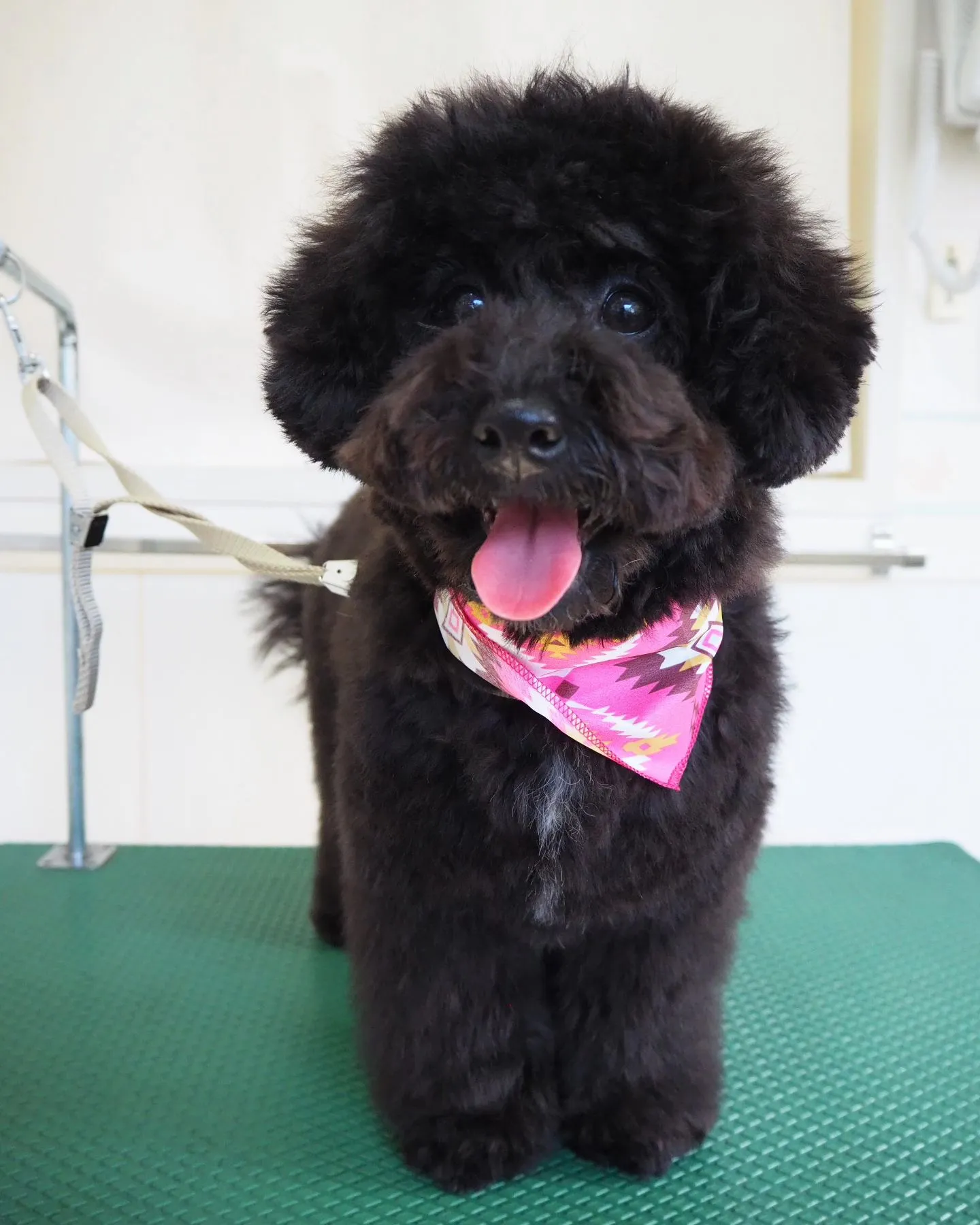 【トリミング】【ハサミ仕上げ】