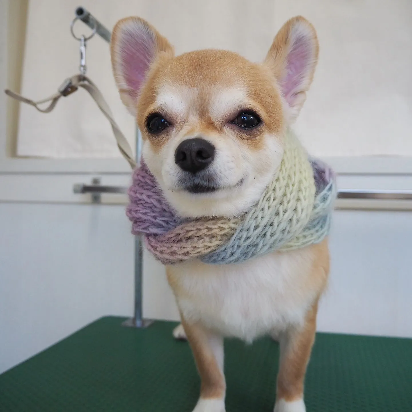 【トリミング】チワワ【バリカン仕上げ】