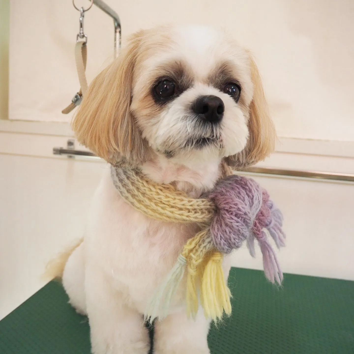 【トリミング】シーズー【ハサミカット】