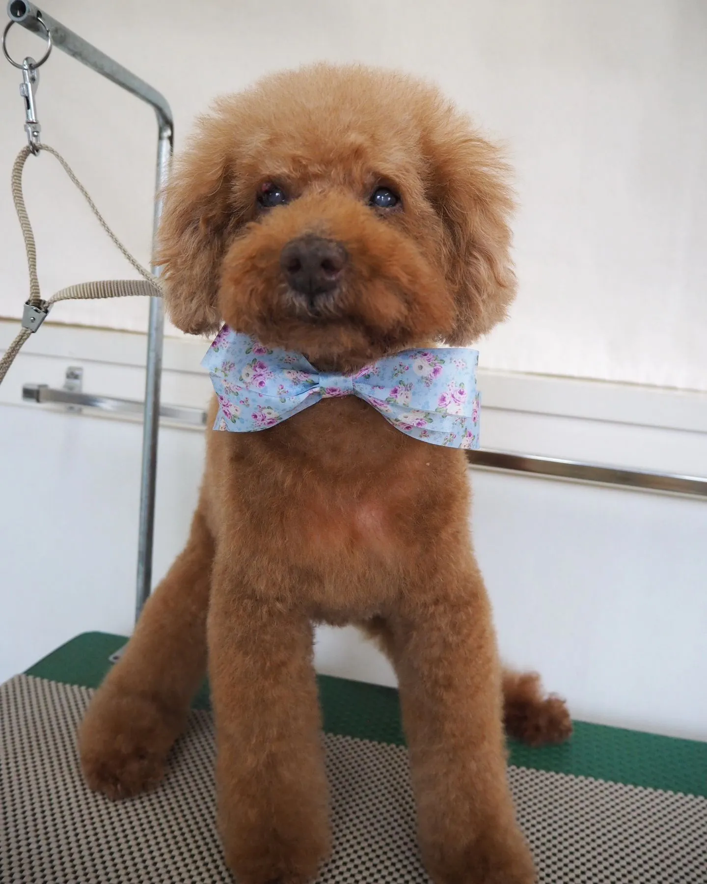 【トリミング】トイプードル【はやめに】