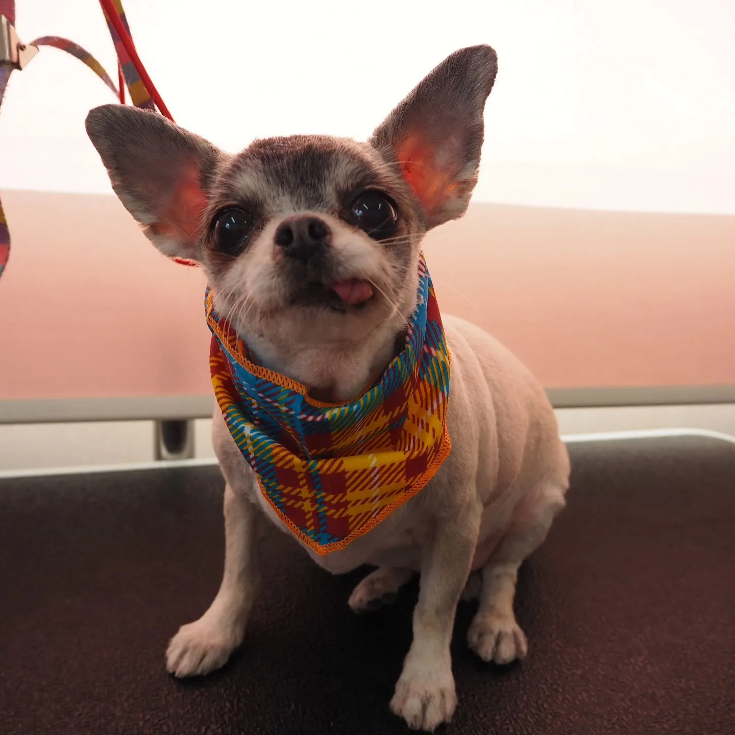 【トリミング】同居の子たち【1mmバリカン仕上げ】