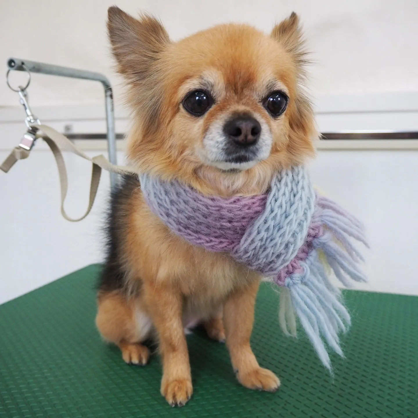 【トリミング】チワワ【部分カット】