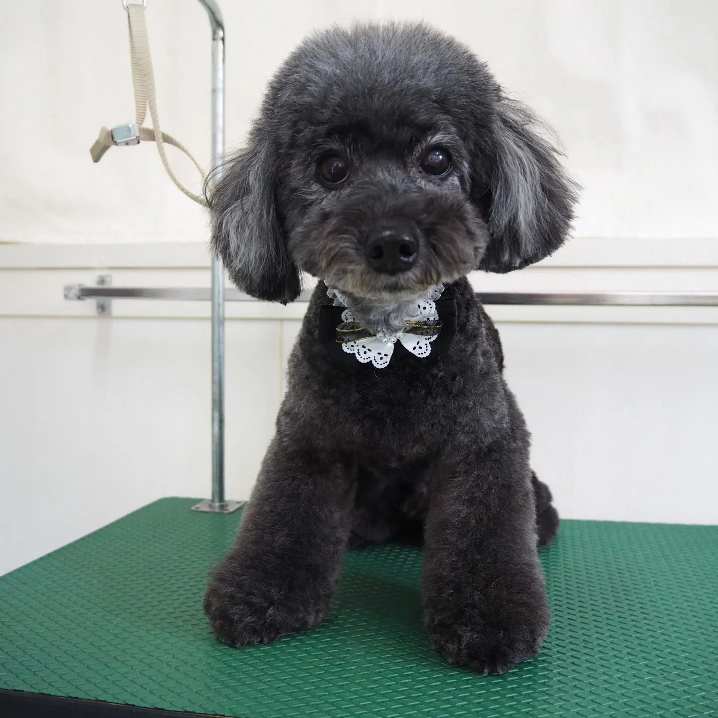 【トリミング】【おまかせカット】