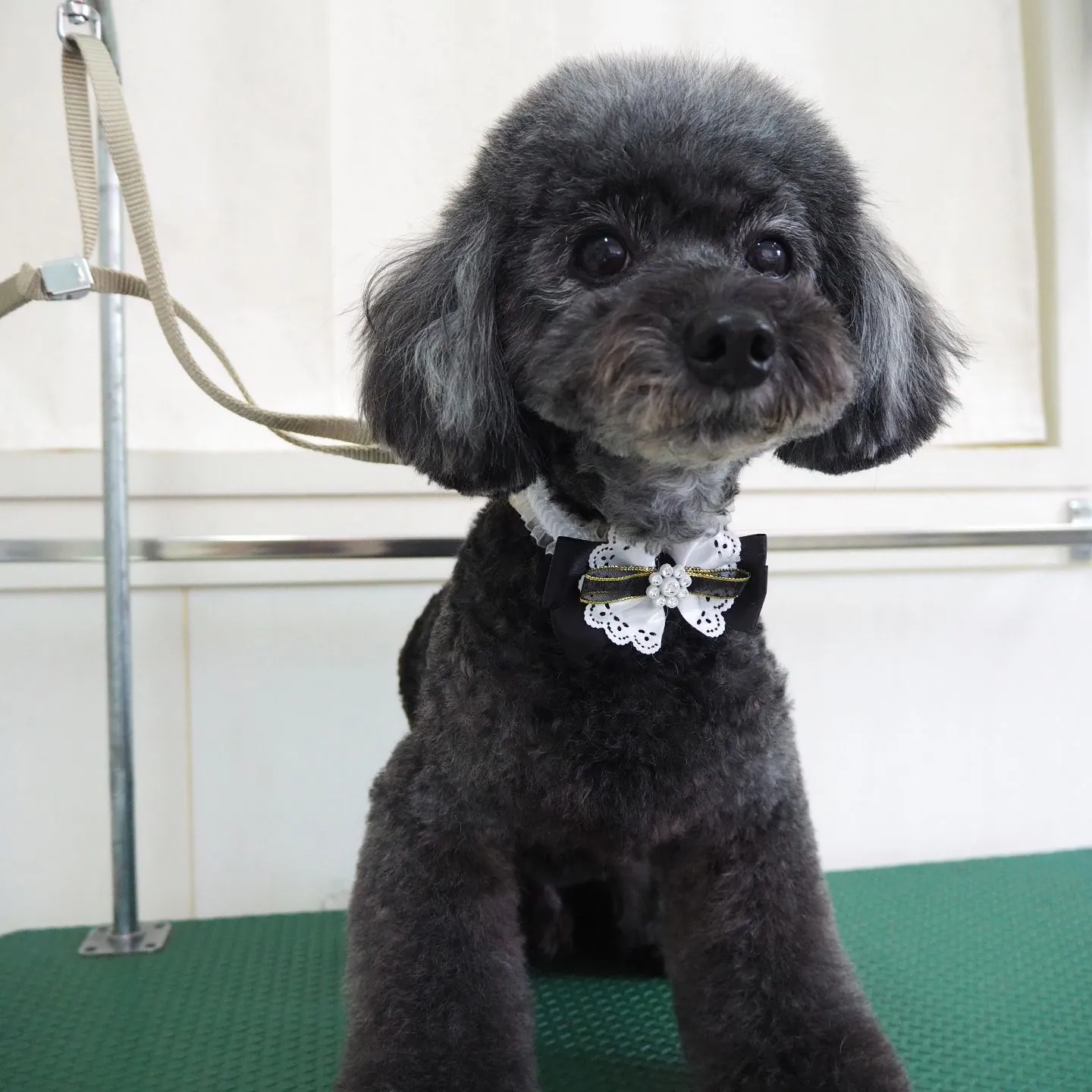 【トリミング】【おまかせカット】