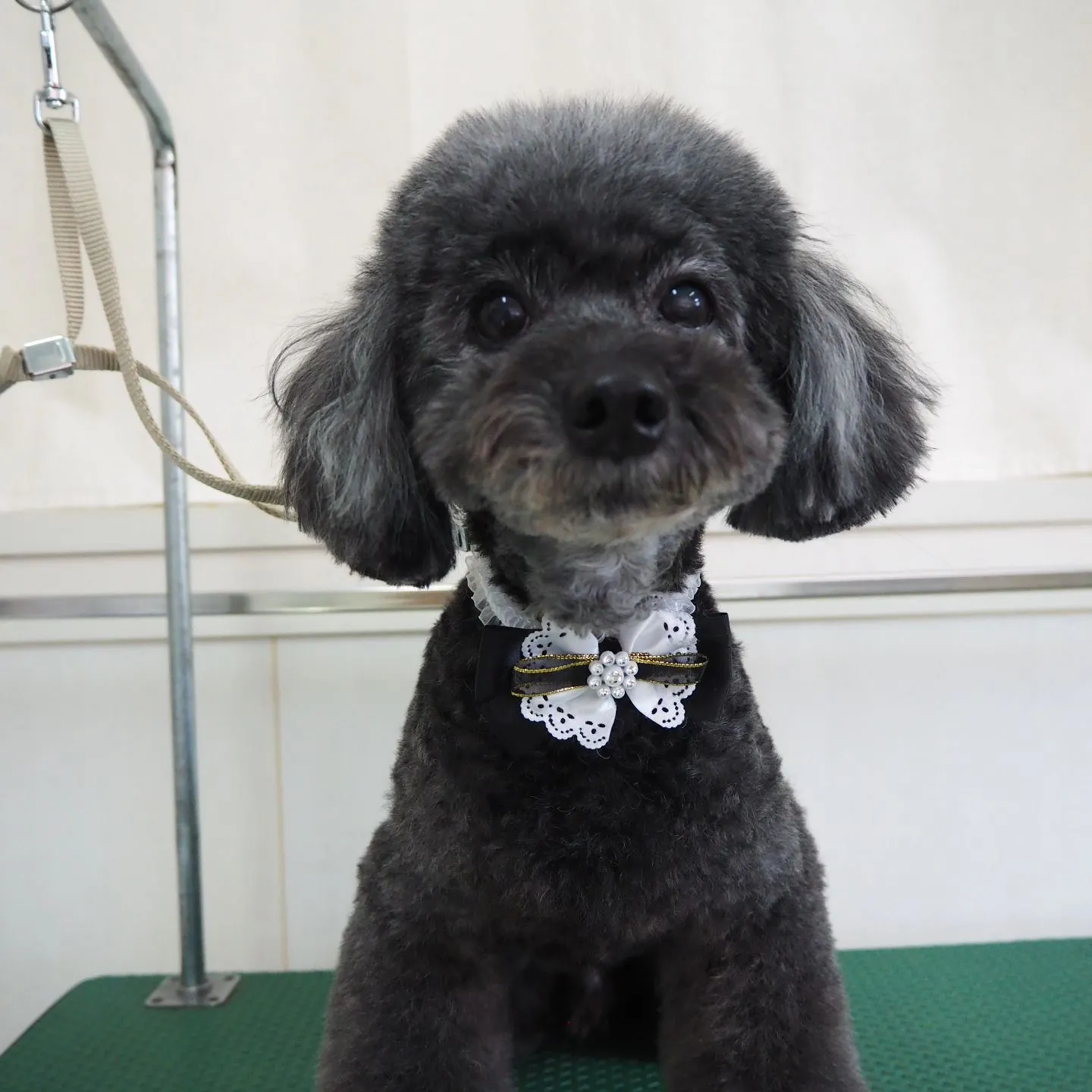 【トリミング】【おまかせカット】