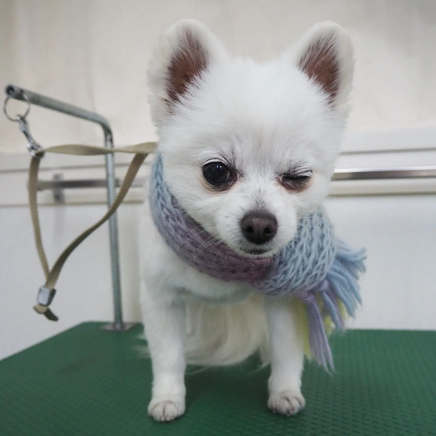 【トリミング】【バリカン仕上げ】