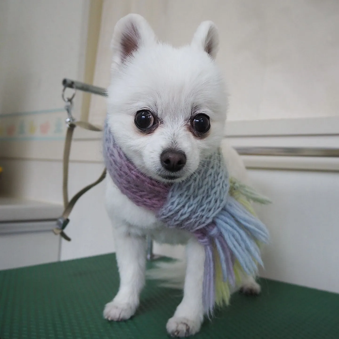 【トリミング】【バリカン仕上げ】