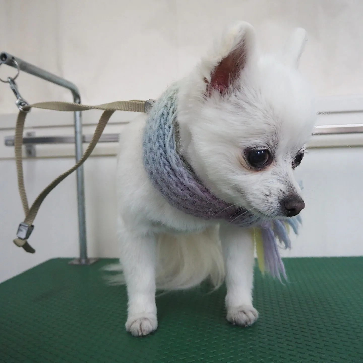 【トリミング】【バリカン仕上げ】