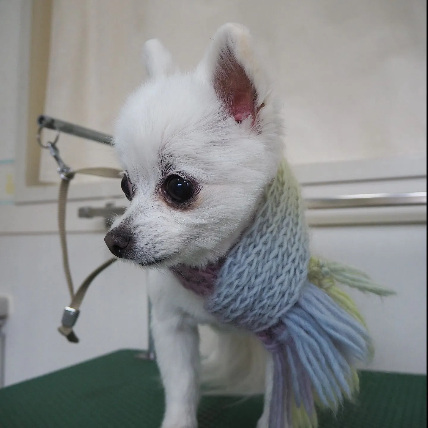 【トリミング】【バリカン仕上げ】