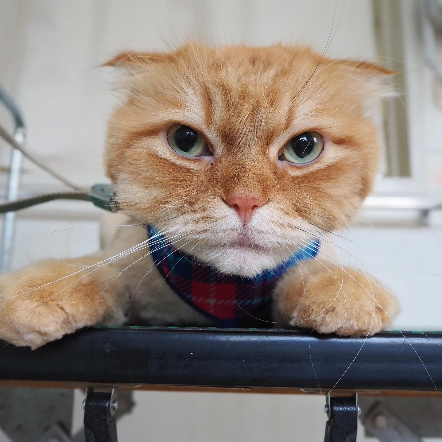 【トリミング】猫ちゃん【鎮静下トリミング】