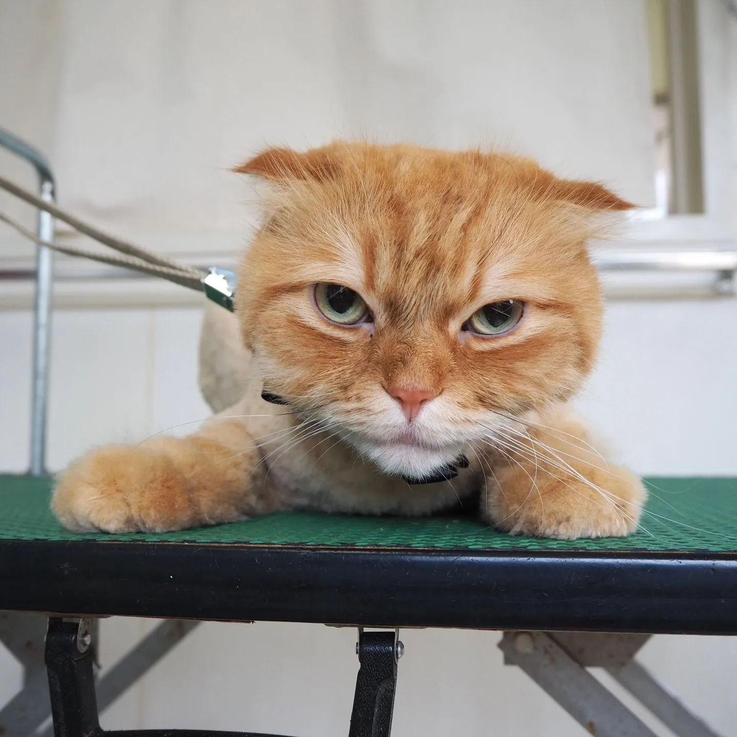 【トリミング】猫ちゃん【鎮静下トリミング】