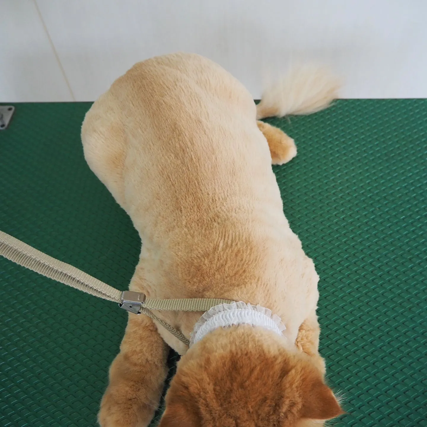 【トリミング】猫ちゃん【鎮静下トリミング】