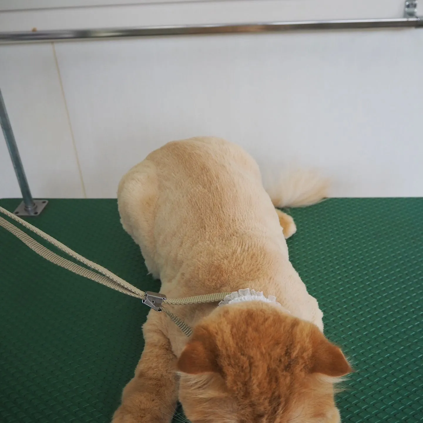 【トリミング】猫ちゃん【鎮静下トリミング】