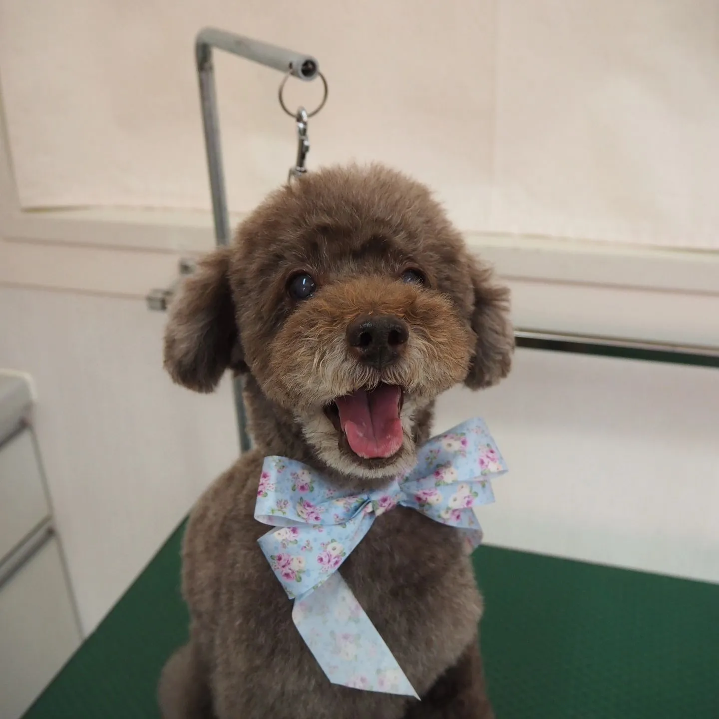 【トリミング】トイプードル【笑顔】