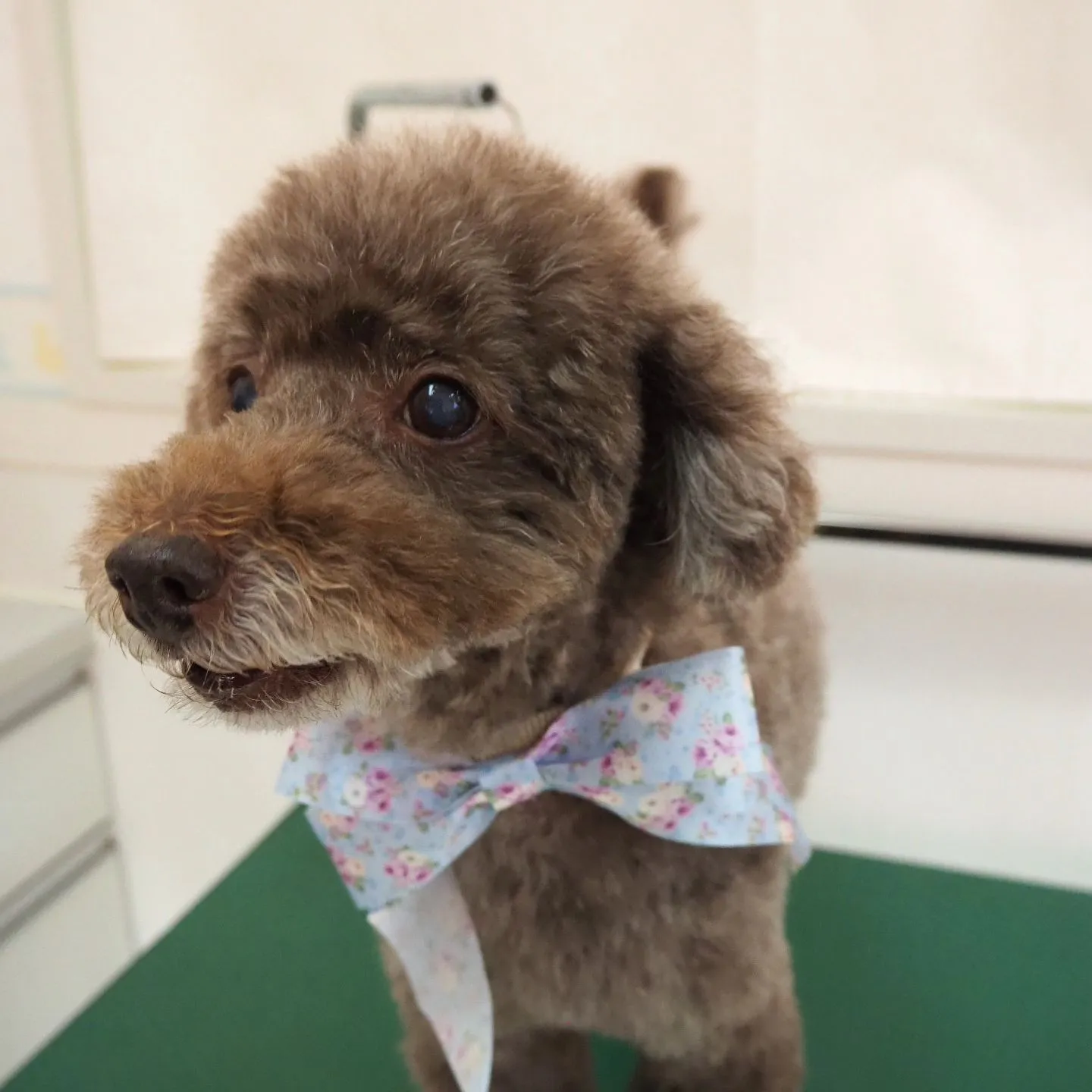 【トリミング】トイプードル【笑顔】