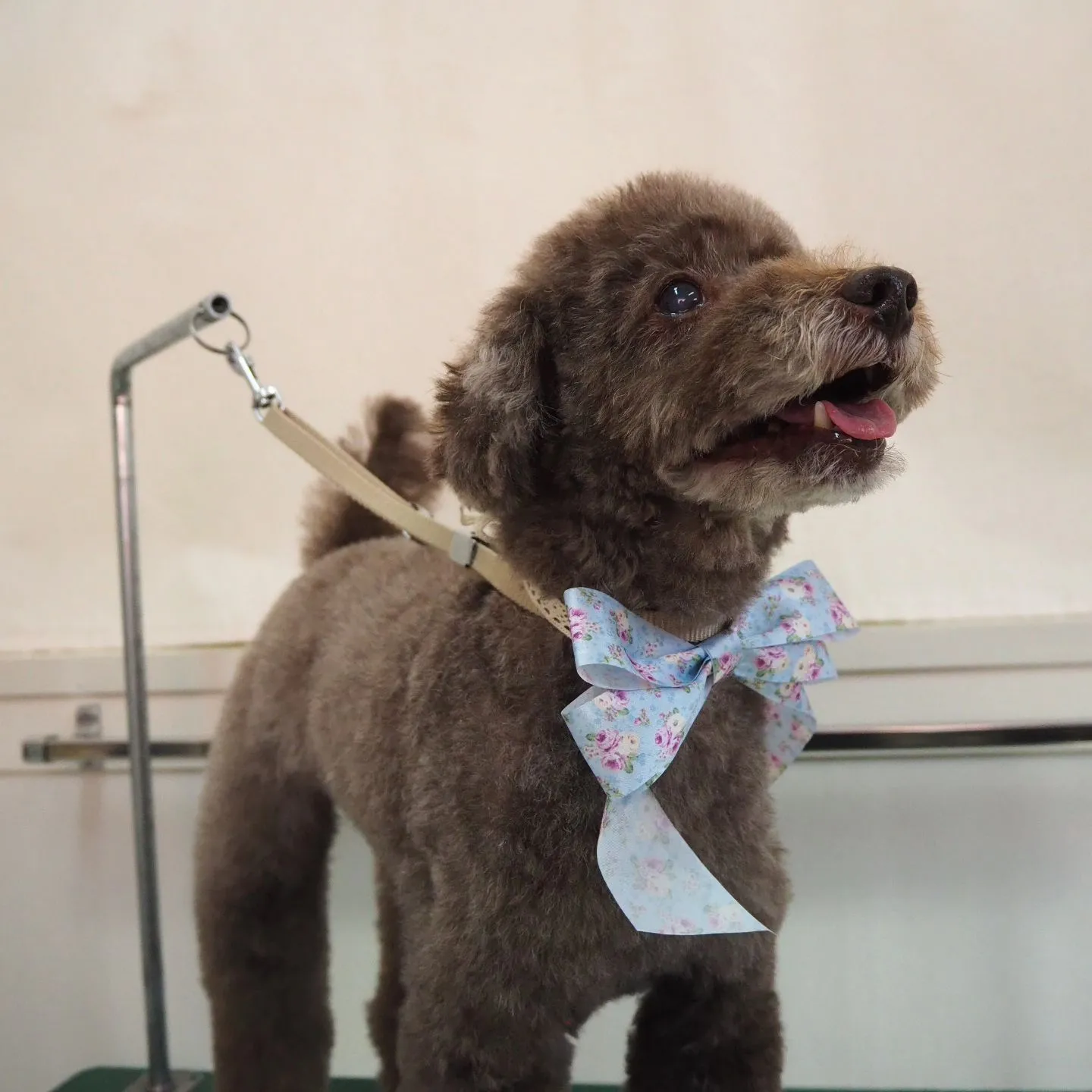 【トリミング】トイプードル【笑顔】