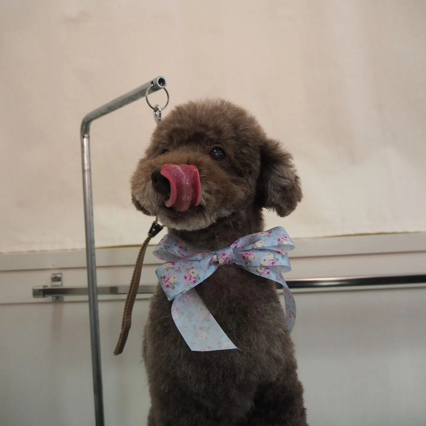 【トリミング】トイプードル【笑顔】