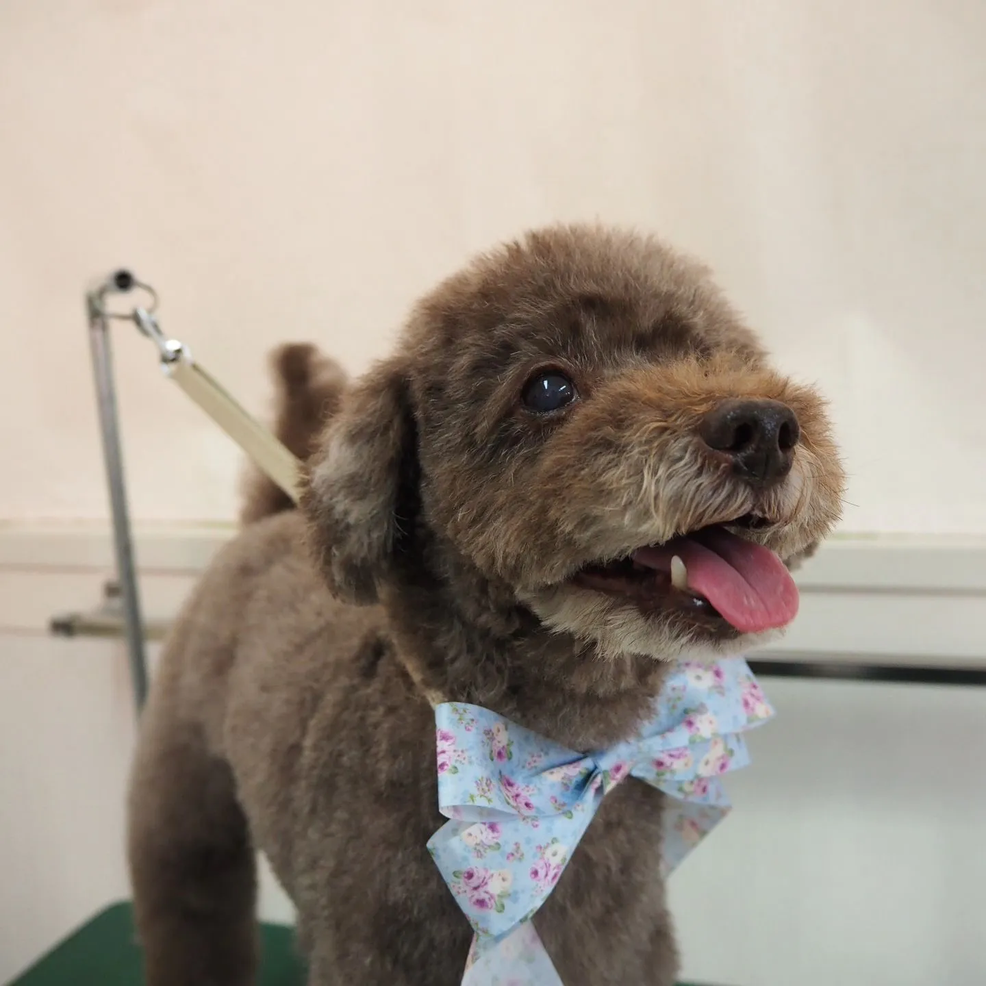 【トリミング】トイプードル【笑顔】