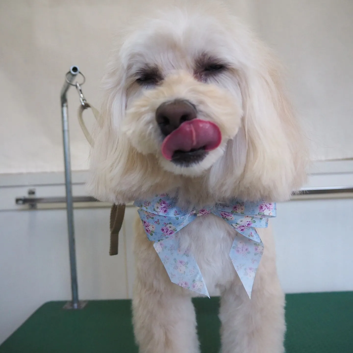 【トリミング】【笑顔】