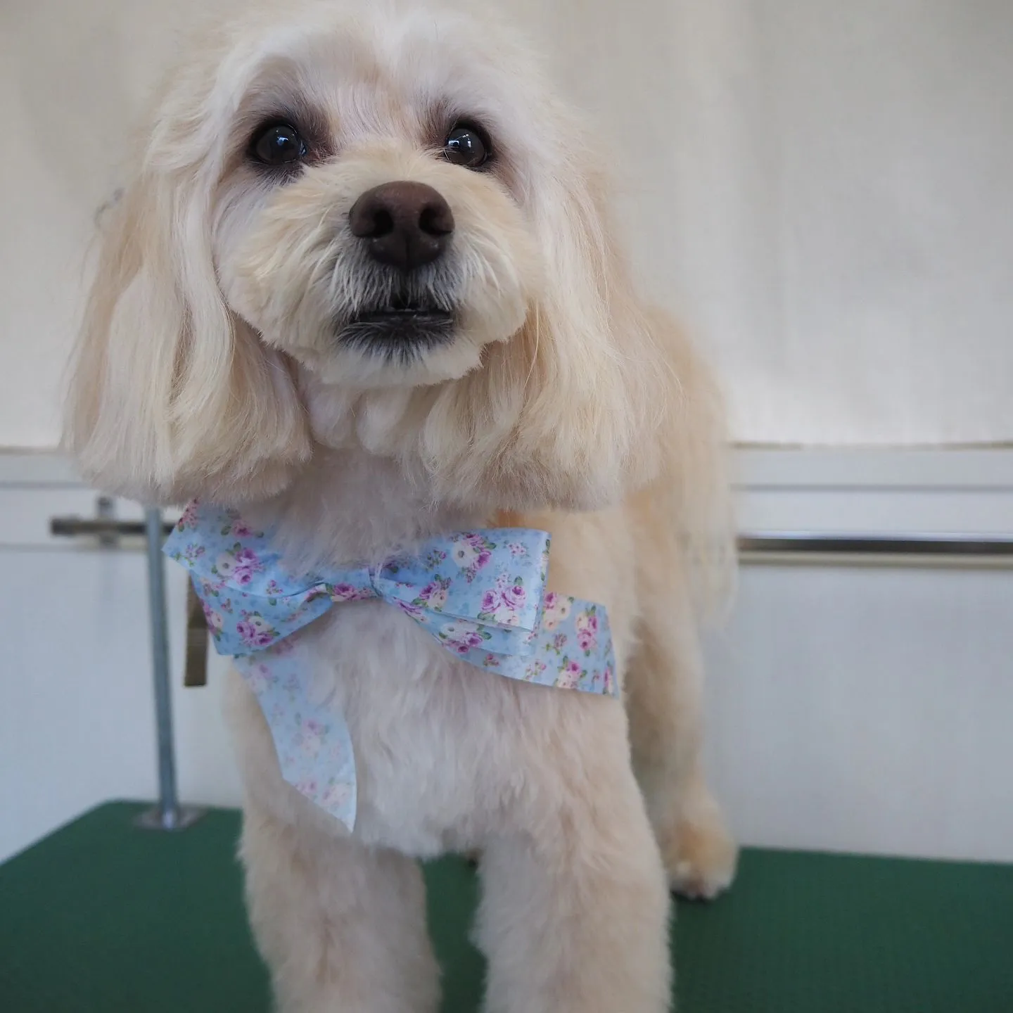 【トリミング】【笑顔】