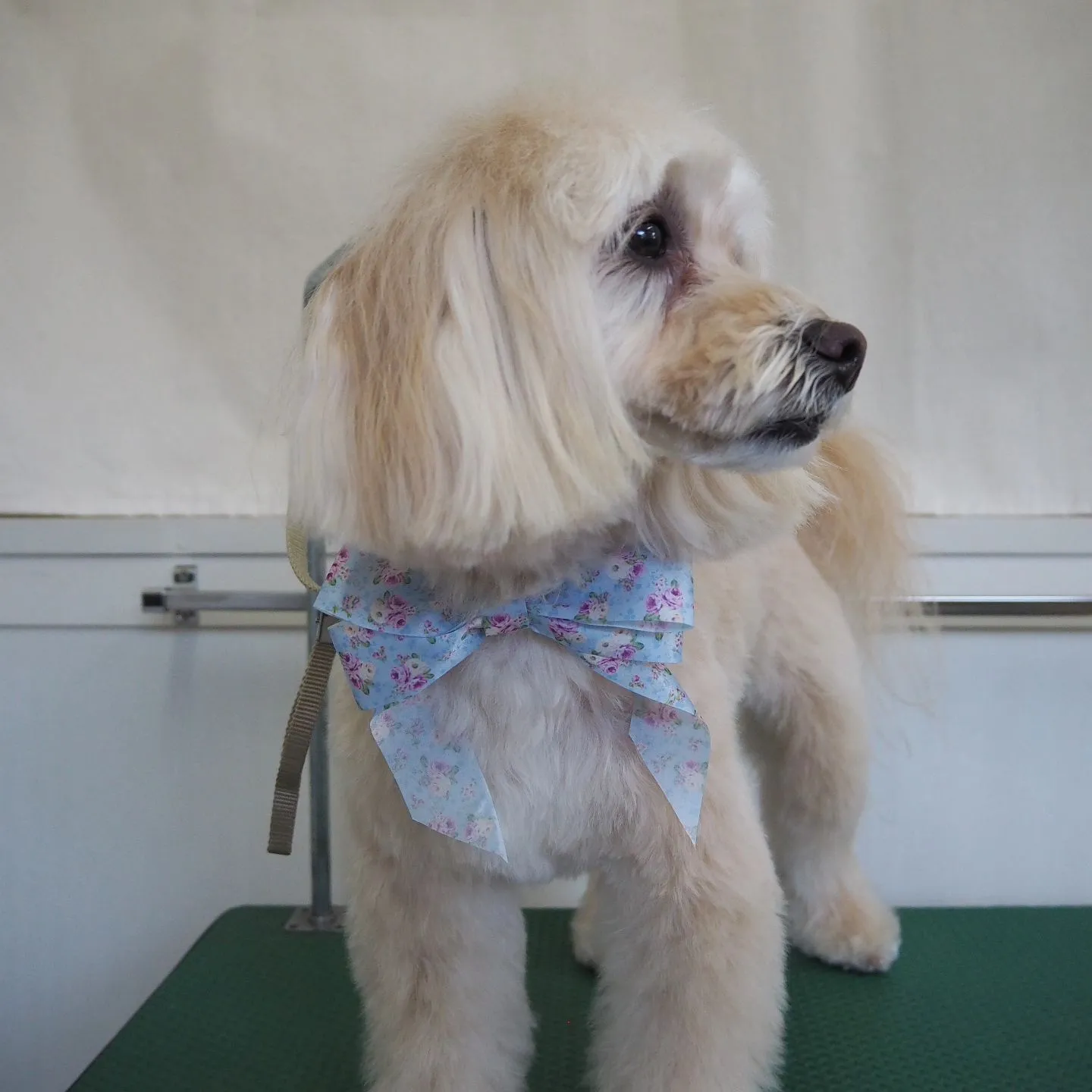 【トリミング】【笑顔】