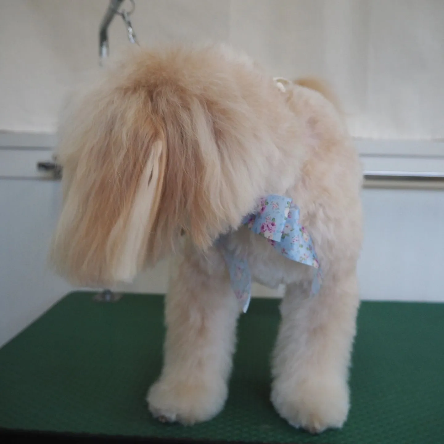 【トリミング】【笑顔】