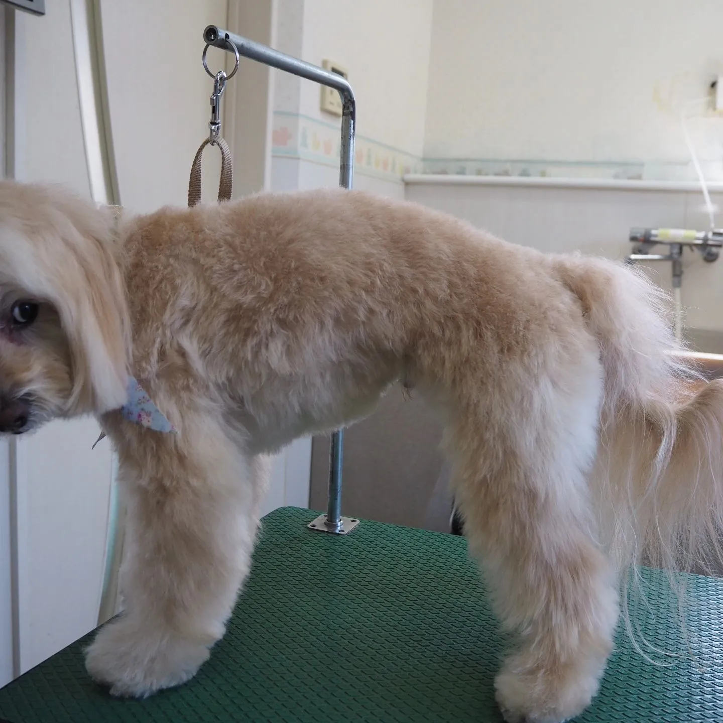 【トリミング】【笑顔】