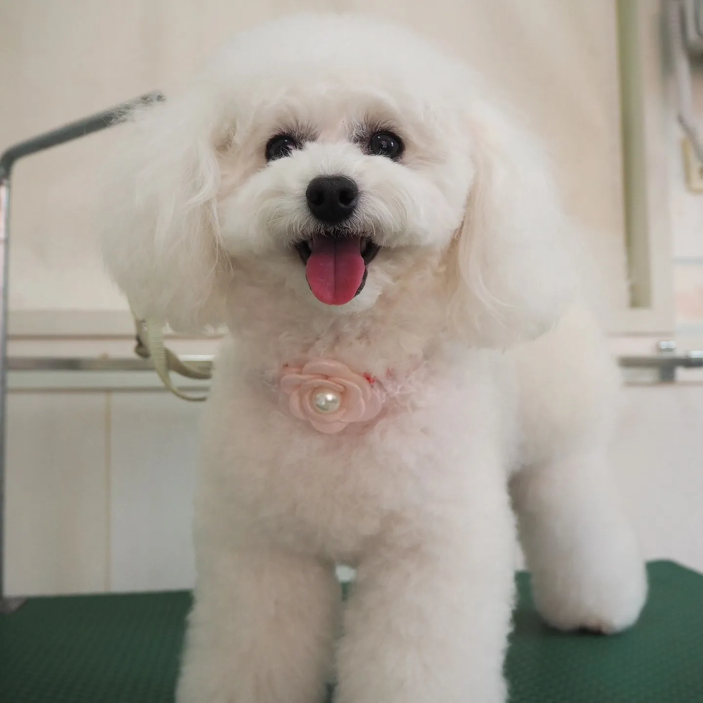 【トリミング】トイプードル【シャンプーコース】