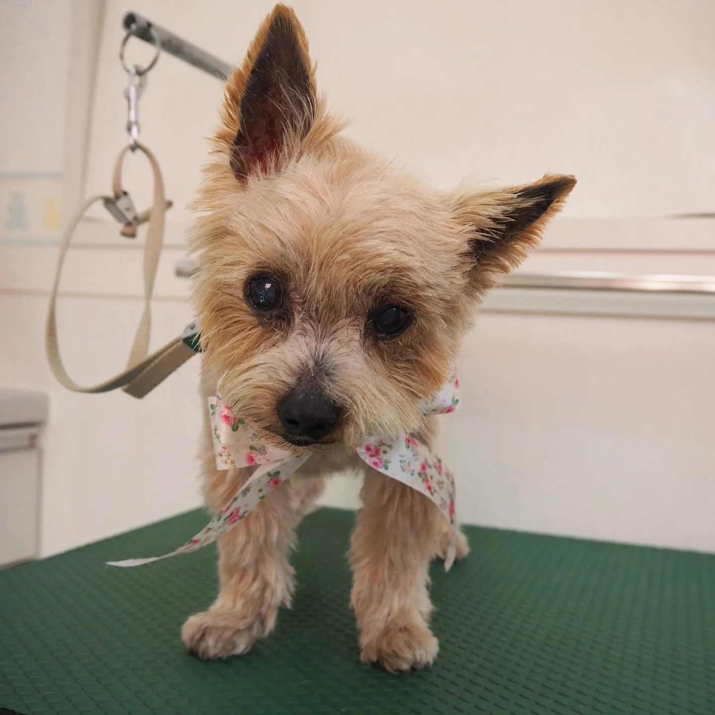 【トリミング】ヨーキー【イメチェン】