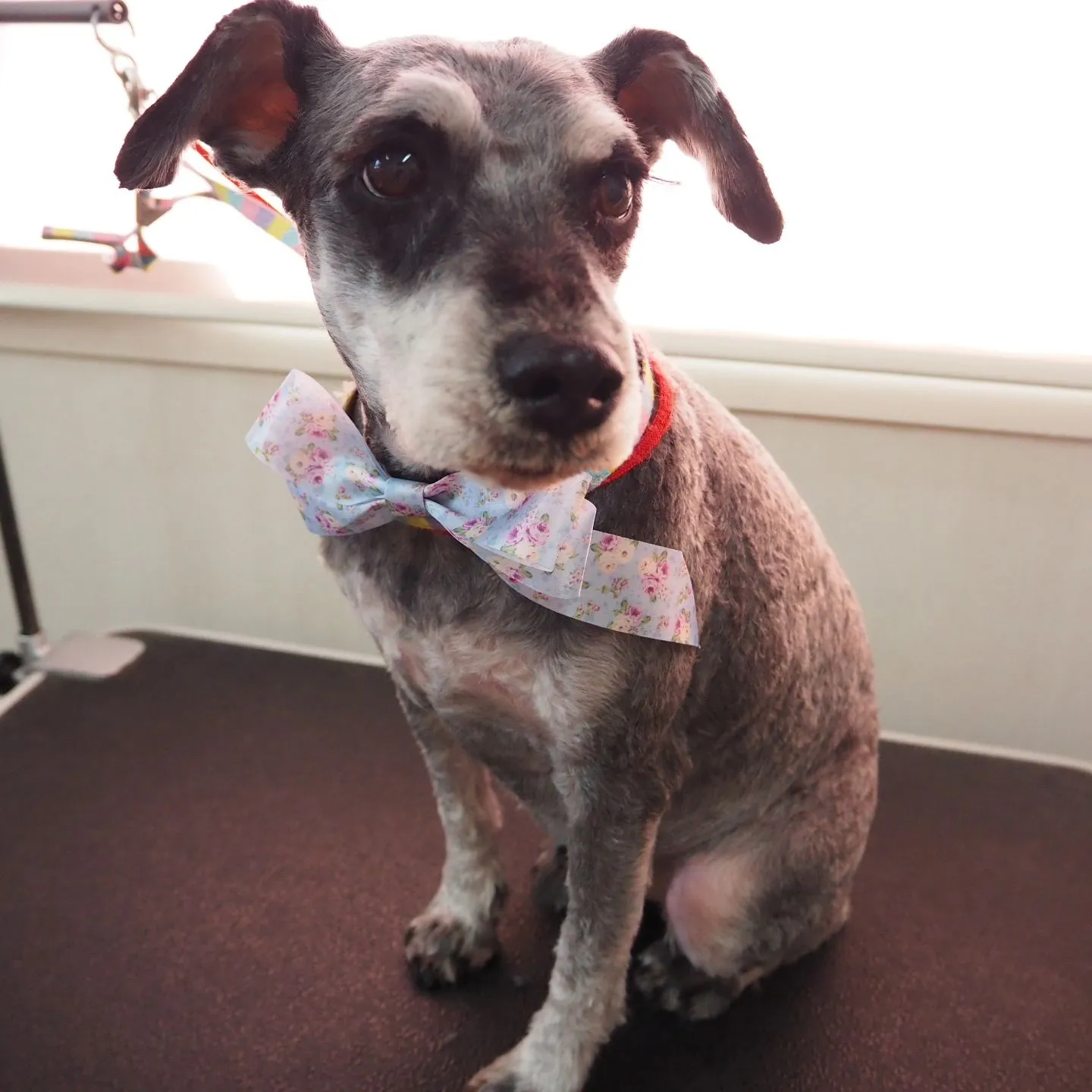 【トリミング】シュナウザー【同居】