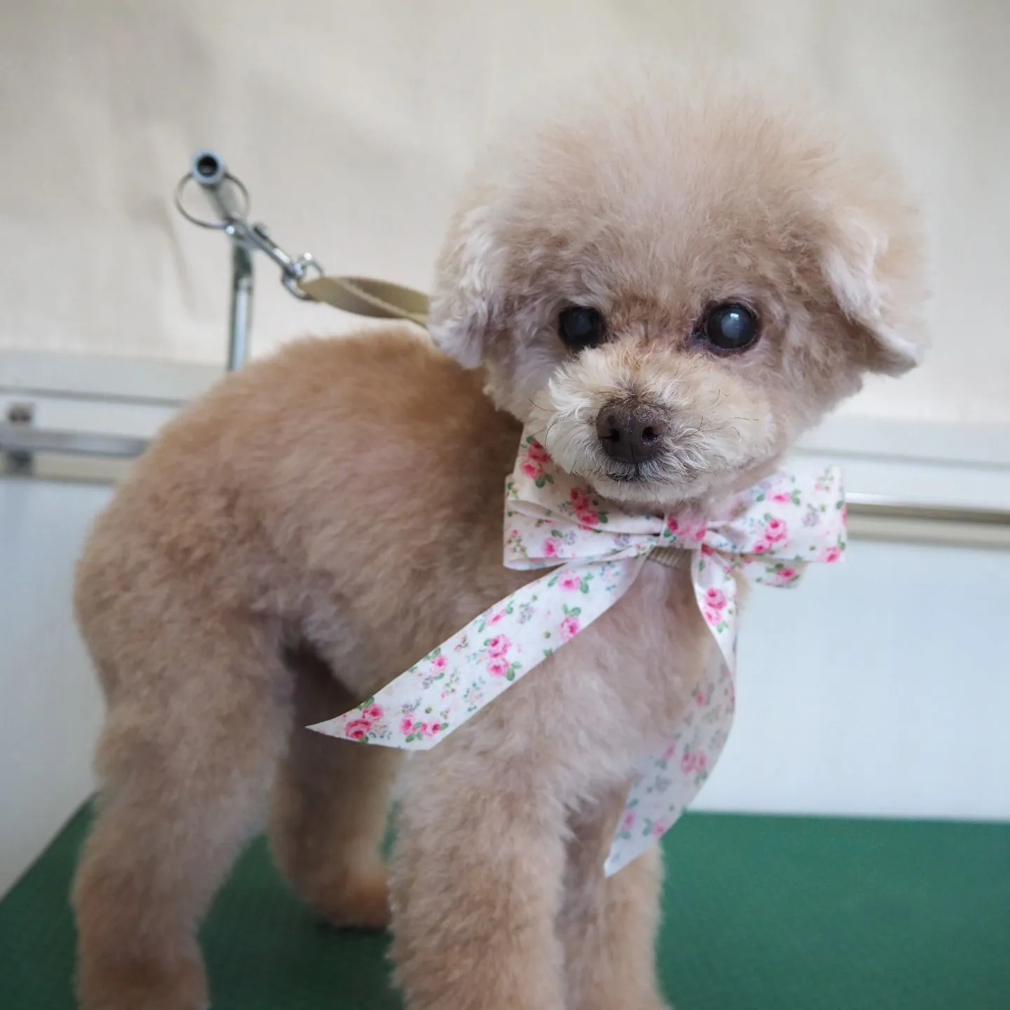 【トリミング】トイプードル【お気に入りカット】