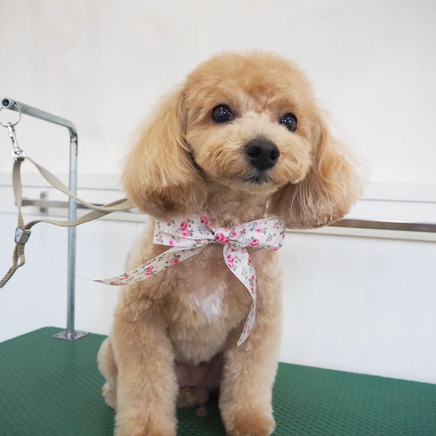 【トリミング】トイプードル【ハサミ仕上げ】