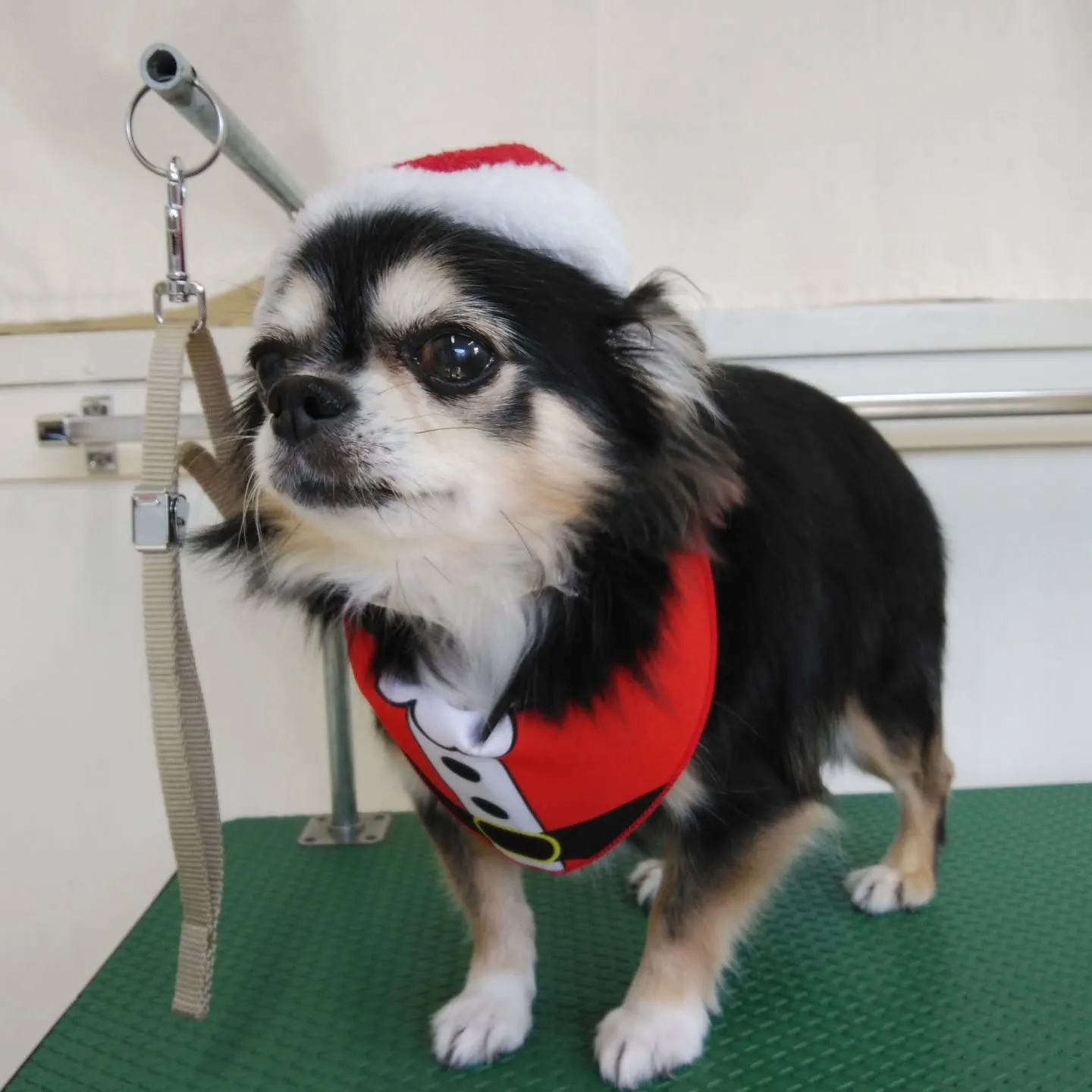 【トリミング】チワワ【シャンプーコース】