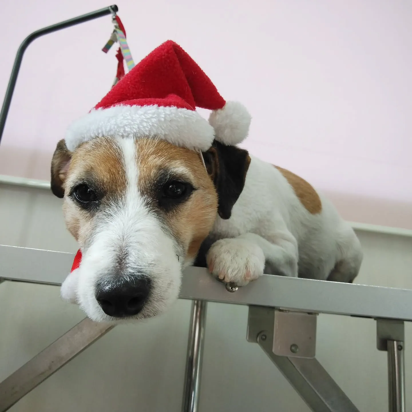 【トリミング】ジャックラッセルテリア【バリカン仕上げ】