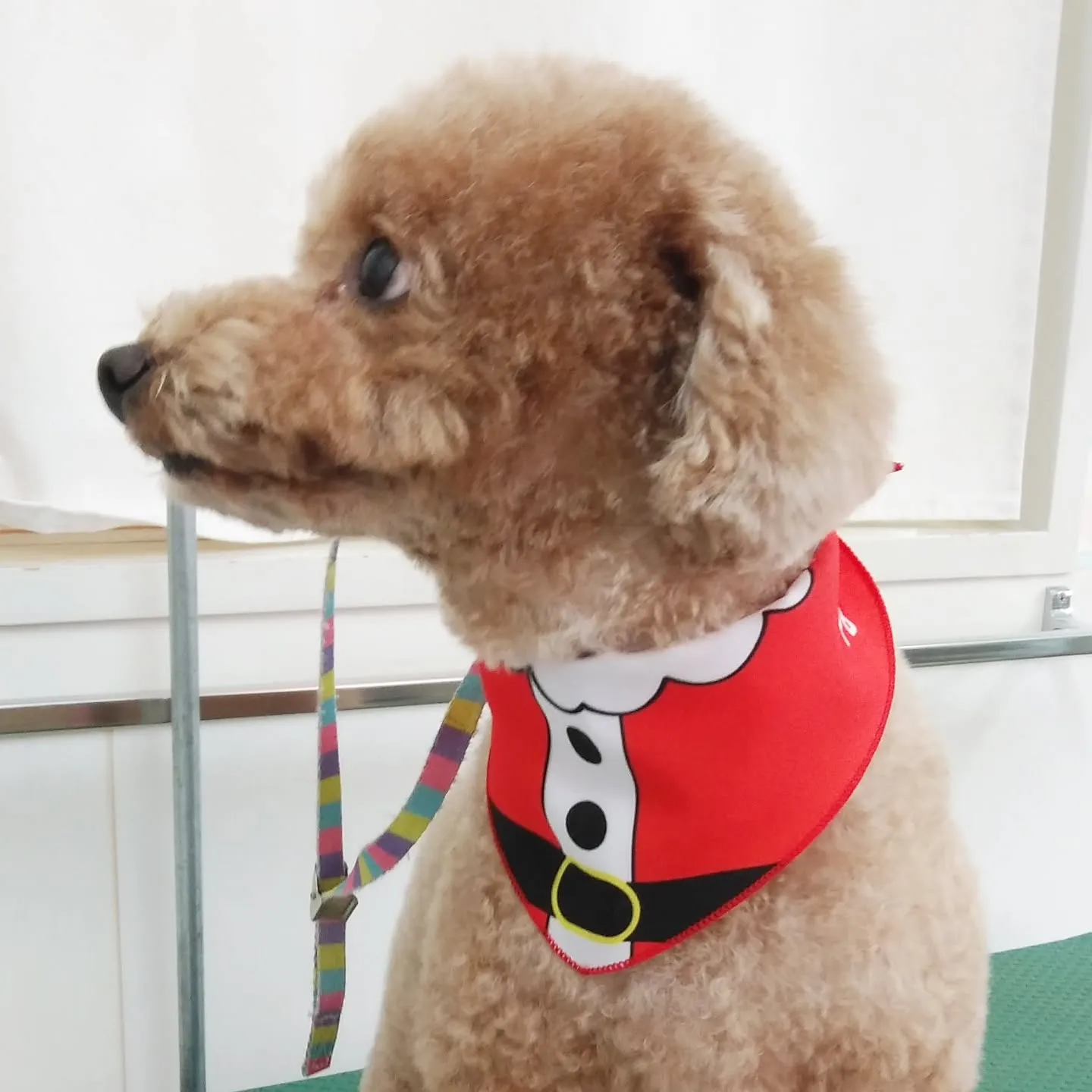 【トリミング】【ハサミ仕上げ】