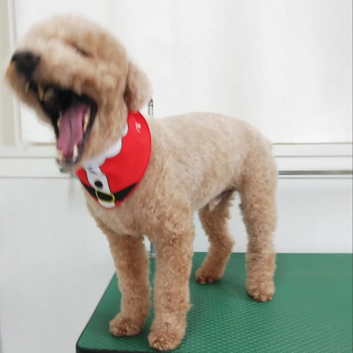 【トリミング】【ハサミ仕上げ】