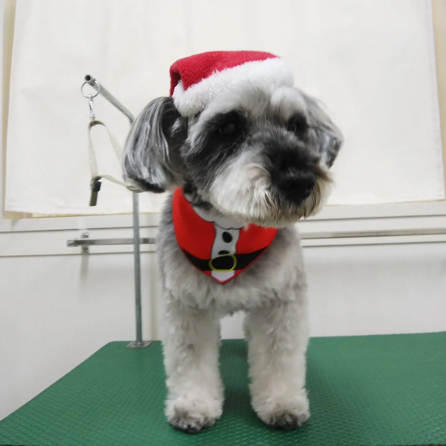 【トリミング】シュナウザー【ハサミ仕上げ】