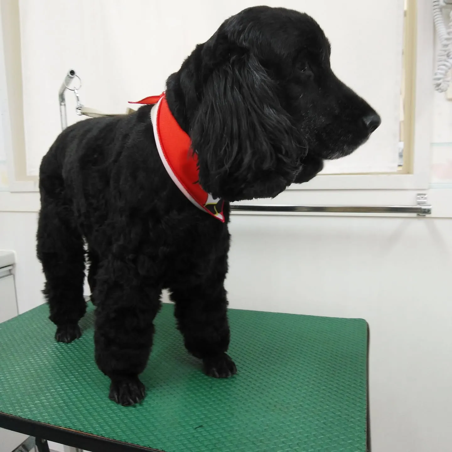 【トリミング】イングリッシュコッカー【伸ばし中】　