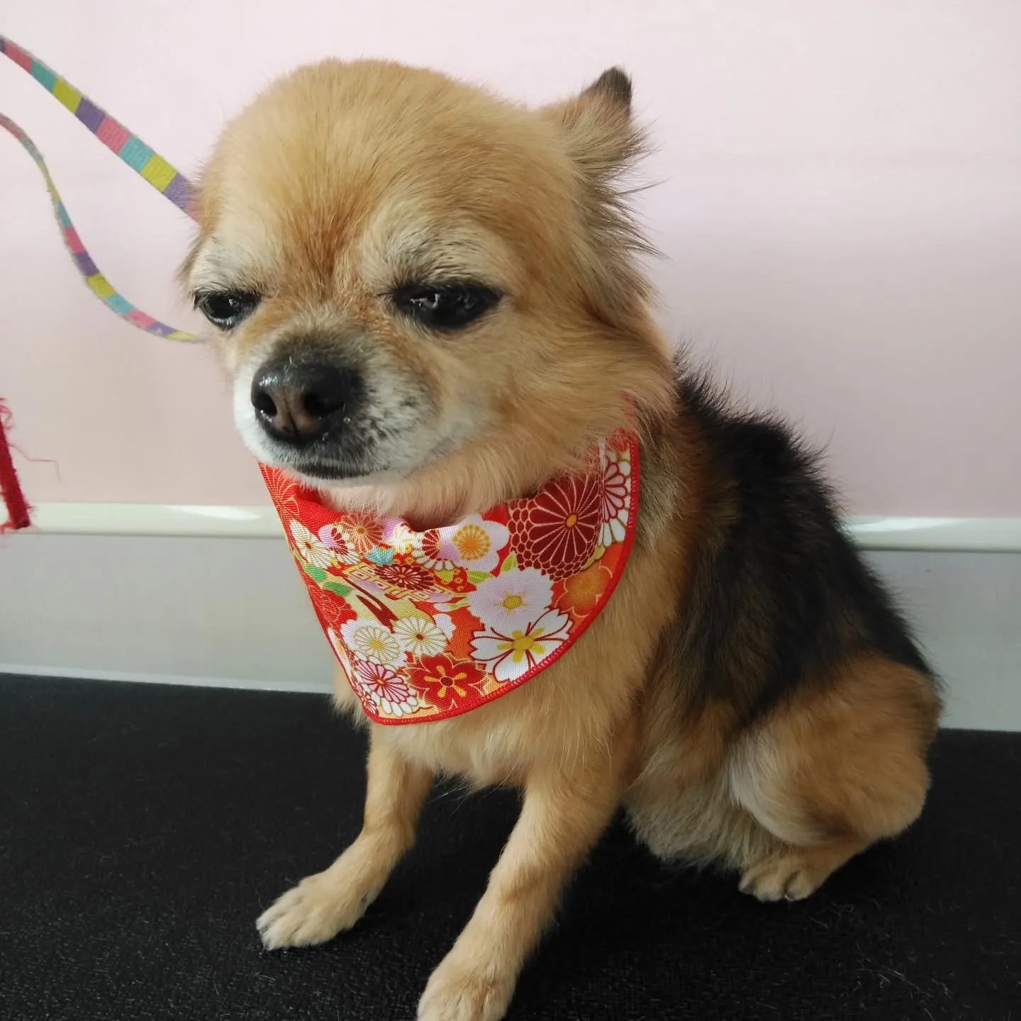 【トリミング】チワワ【部分カット】